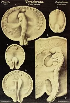 Fish embryo, artwork