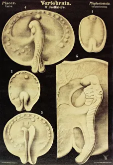 Differentiation Gallery: Fish embryo, artwork
