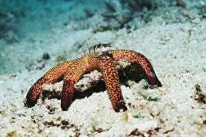 Fish on a starfish Fish on a starfish