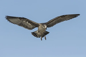 Fledgling kelp gull in flight C017/1922 Fledgling kelp gull in flight C017/1922