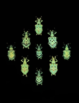 Flower chafer beetles Flower chafer beetles