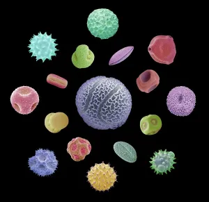 Prints of Pollen grains. Coloured scanning electron micrographs (SEM) of pollen grains from a variety of plants Botanical Prints: Pollen Grains Print, Coloured SEM