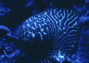 Images Dated 9th July 2002: Fluorescing coral