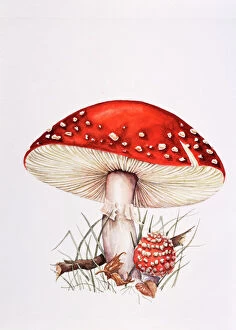 Water Colour Collection: Fly agaric mushrooms
