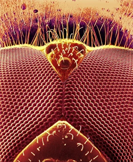 Fly eyes, SEM Fly eyes, SEM