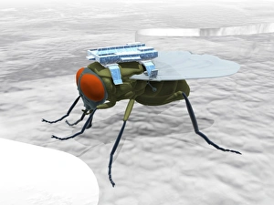 Cybernetic Gallery: Fly with microchip