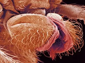 Images Dated 21st February 2005: Fly mouthparts, SEM