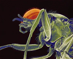 Fly, SEM Fly, SEM