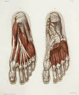 Foot anatomy, 19th Century illustration