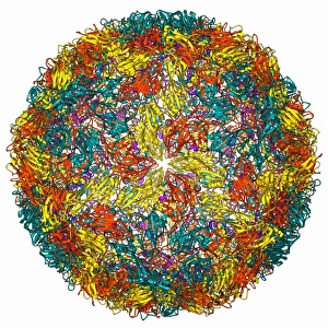 Biochemistry Gallery: Foot-and-mouth disease virus F006 / 9556