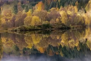 Loch Tummel Gallery: Forest reflected in a loch