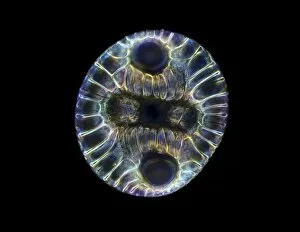 Fossil diatom, light micrograph C016 / 8603