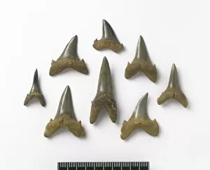 Selachimorph Gallery: Fossil sand tiger shark teeth C016 / 5551