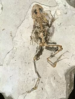 Images Dated 3rd October 2002: Fossilised frog embedded in rock