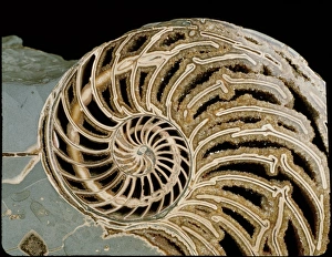 Fossilised nautilus shell Fossilised nautilus shell