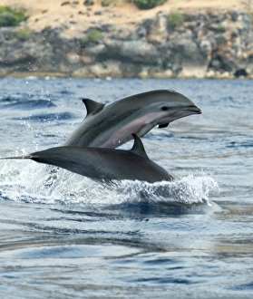 Fraser's dolphins Fraser's dolphins