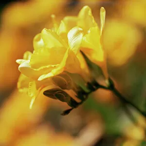 Images Dated 8th October 2007: Freesia flowers (Freesia sp.)
