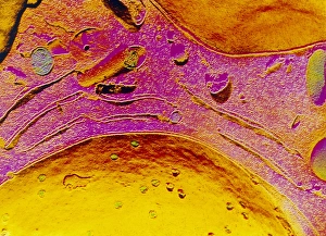Freeze fracture micrograph of cell nucleus Freeze fracture micrograph of cell nucleus