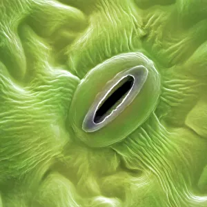 Images Dated 6th October 2008: French lavender leaf pore, SEM
