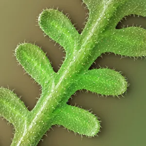 Images Dated 6th October 2008: French lavender leaf, SEM
