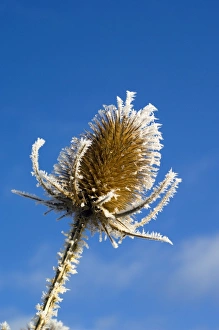 Frost-covered teasel (Dipsacus fullonum) Frost-covered teasel (Dipsacus fullonum)