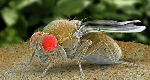 Insect Gallery: Fruit fly, SEM Z340 / 0768