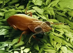 Images Dated 20th August 1999: Garden ground beetle, SEM