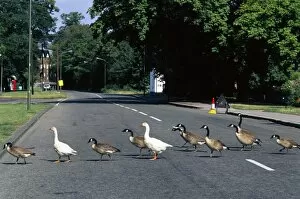 Images Dated 24th January 2003: Geese crossing a road