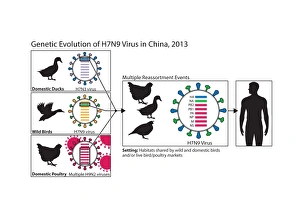 Genetic evolution of flu virus, artwork C017/0786 Genetic evolution of flu virus, artwork C017/0786
