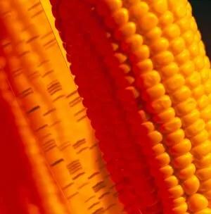 Images Dated 5th June 2002: Genetically-engineered sweetcorn & DNA sequence