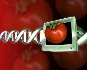 Genetically modified tomato