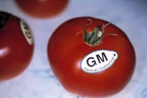 Images Dated 12th March 2003: Genetically modified tomatoes