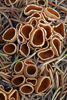 Saprophytic Gallery: Geopyxis elf-cup fungi after forest fire
