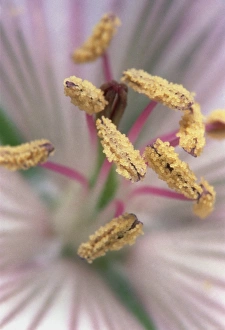 Geranium flower Geranium flower