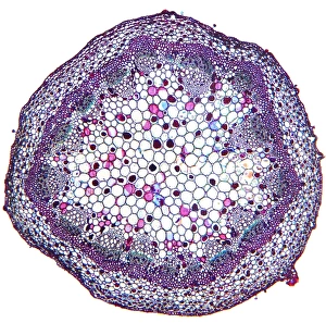 Geranium stem print, light micrograph