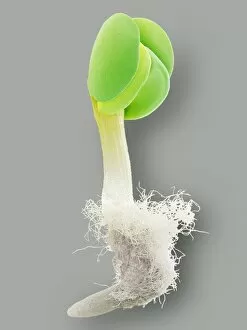 Images Dated 25th June 2004: Germinated seed, SEM