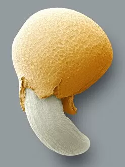 Images Dated 25th June 2004: Germinating seed, SEM