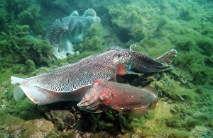 Giant cuttlefish couple Giant cuttlefish couple