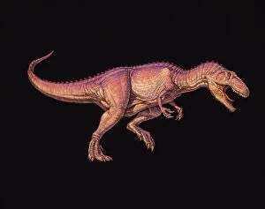 Images Dated 14th January 2003: Giganotosaurus dinosaur