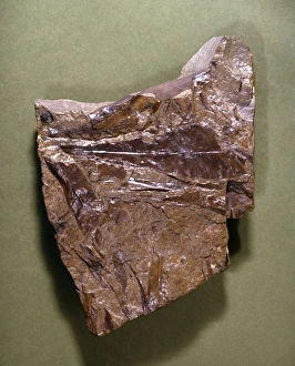Glossopteris, fern fossil C016 / 4852 For sale as Framed Prints, Photos,  Wall Art and Photo Gifts