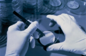 Gloved hand of a researcher holding a petri dish Gloved hand of a researcher holding a petri dish