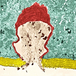 Goblet cell Goblet cell