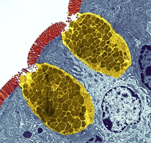 Goblet cells Goblet cells