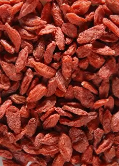 Images Dated 12th August 2009: Goji berries