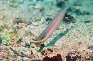 Images Dated 10th February 2005: Golden-headed sleeper goby