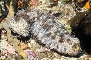 Holothuroidea Gallery: Graeffs sea cucumber