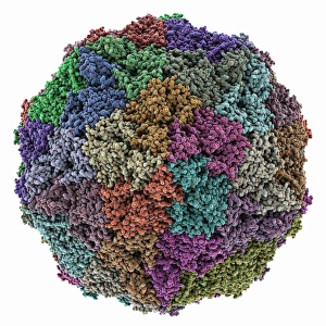 Grapevine fanleaf virus capsid Grapevine fanleaf virus capsid