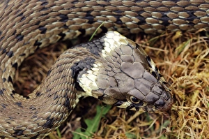 Grass snake Grass snake