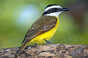 Great kiskadee on a branch Great kiskadee on a branch