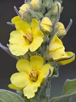 Images Dated 22nd December 2008: Great mullein (Verbascum thapsus)